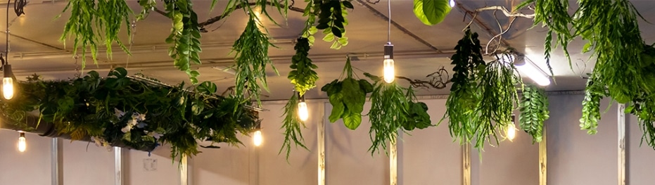 Ein Studio voller Pflanzen, die von der Decke hängen.